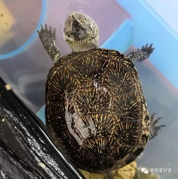 哪种情况乌龟要出壳了,乌龟在最近会出现什么表现