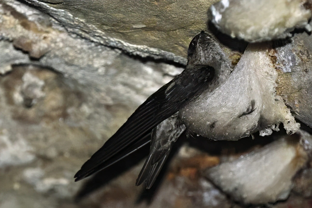 燕窝有泡沫怎么回事,为啥燕窝都是泡沫