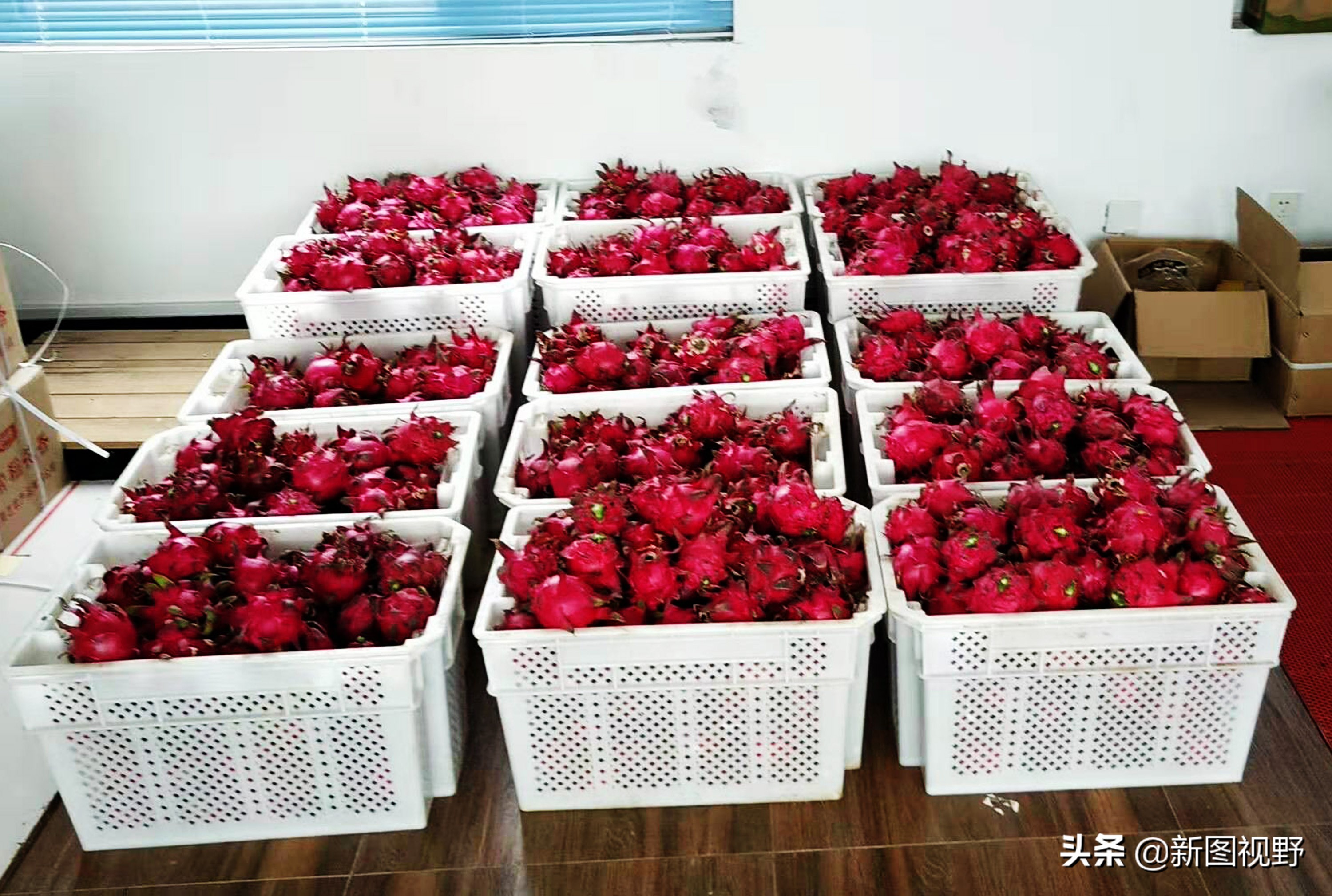 农村大哥吃火龙果,农村大哥种菜一年12万