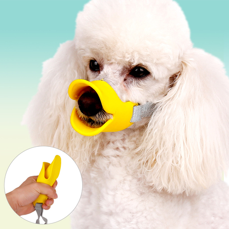 泰迪犬有这6个行为,泰迪犬的六种坏毛病