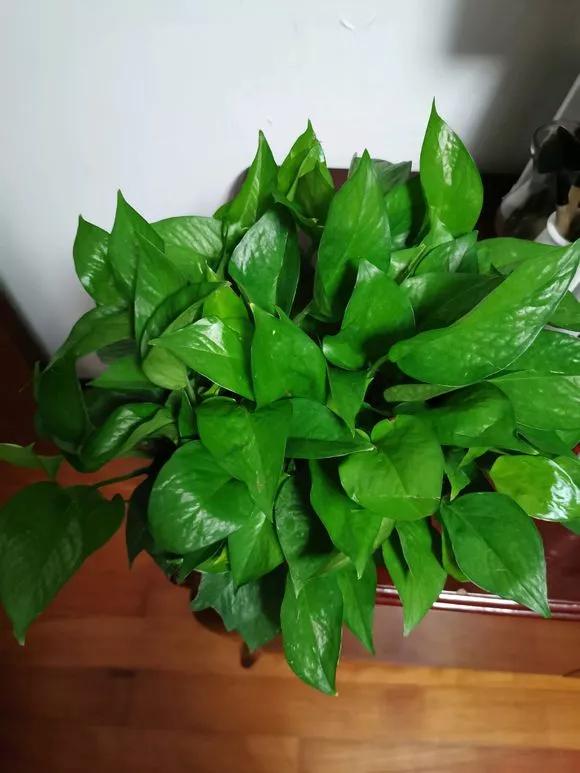 绿萝的生长过程有黄叶正常吗,绿萝黄叶的正确方法