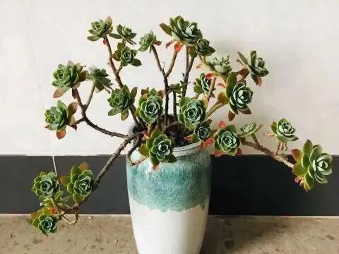 家里养的多肉长大了怎么办,家里的多肉土干的很快