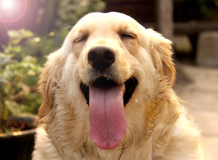 什么狗粮比较好性价比高测评,巅峰狗粮和比乐狗粮哪个好