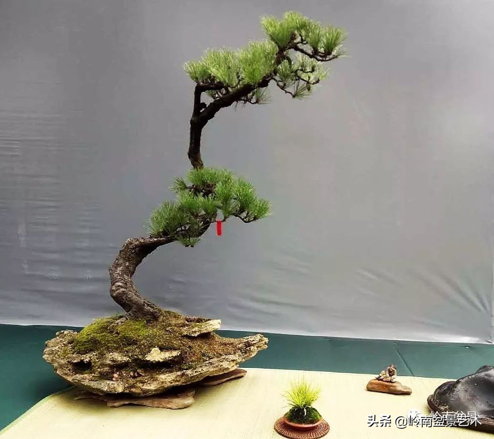 室内十大盆景名贵树种排名,十大盆景名贵树种排名火棘