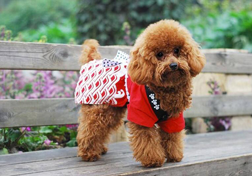 新手养泰迪犬用什么狗粮,新手养泰迪狗狗攻略