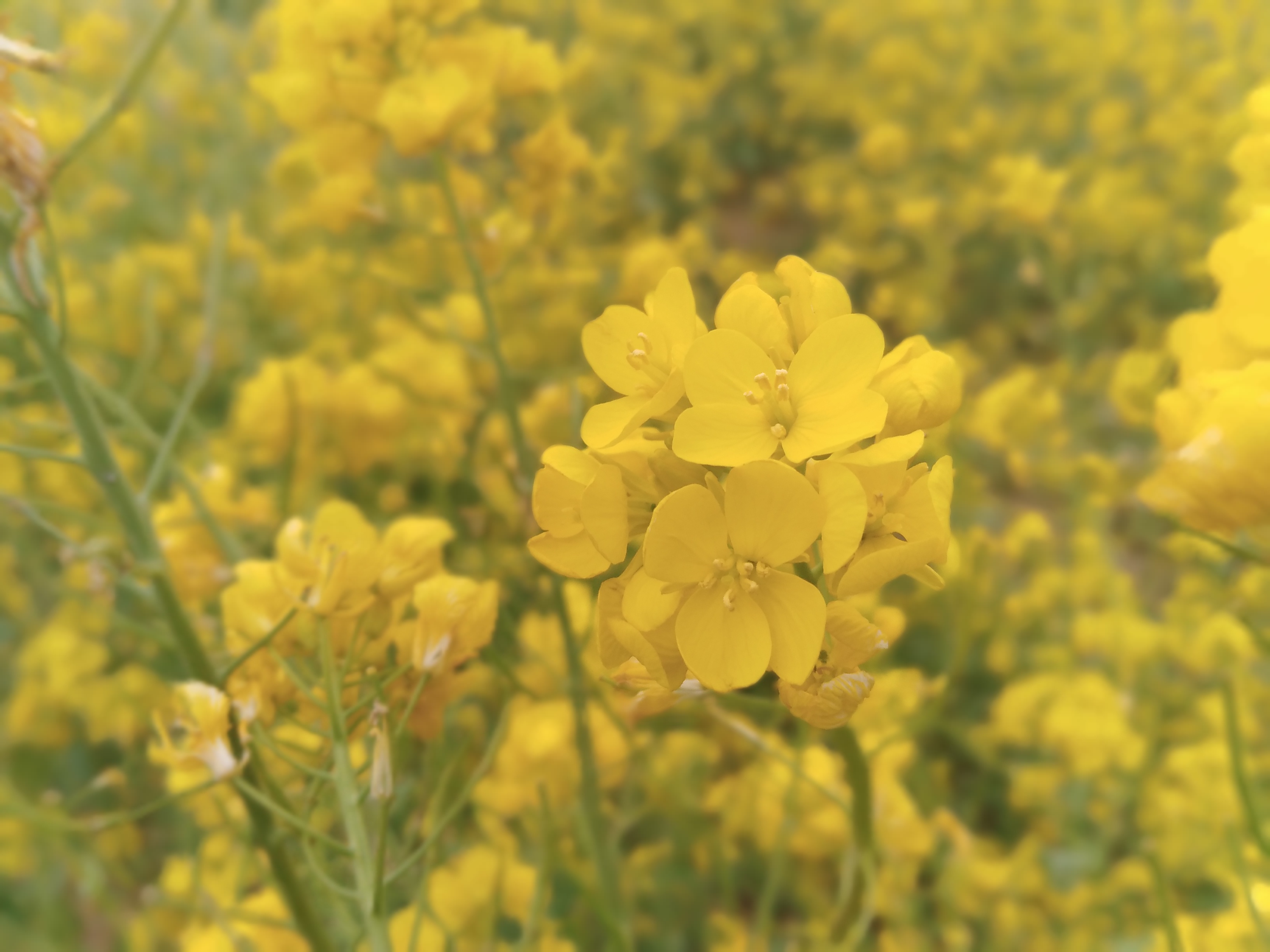 油菜花海邯郸北湖,邯郸春天适合去的公园