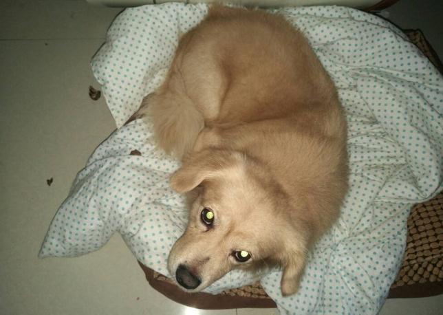 从狗狗的睡姿判断狗狗的性格,从狗狗睡姿判断狗狗性格