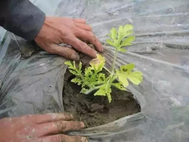 灌根药剂治根部病害,防治根腐病怎么灌根