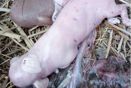 母猪产死胎黑胎什么原因,怎么从母猪产死胎判断猪病