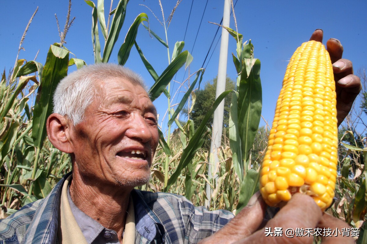 什么样玉米品种最好,山东十大高产玉米品种2019审定
