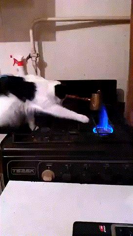 为什么猫喜欢躲在角落里不肯出来,为什么猫喜欢睡脚边不喜欢睡床头