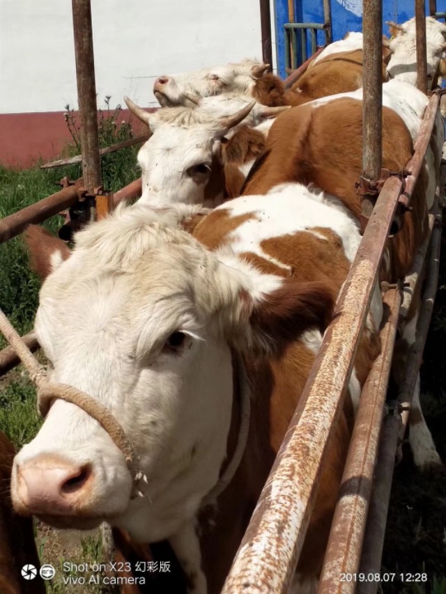 牛生宝宝难产掏肚子,牛难产处理方法技巧