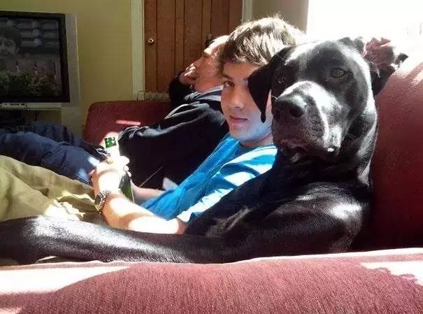 聪明又不掉毛无体味好打理的狗狗,狗狗从小怎样训练让它更聪明