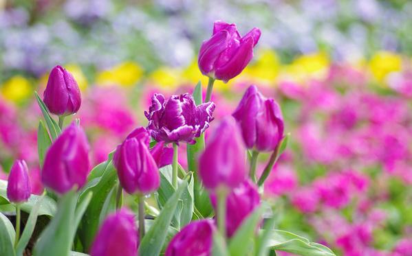 郁金香花之女王,素有花之女王之称的郁金香