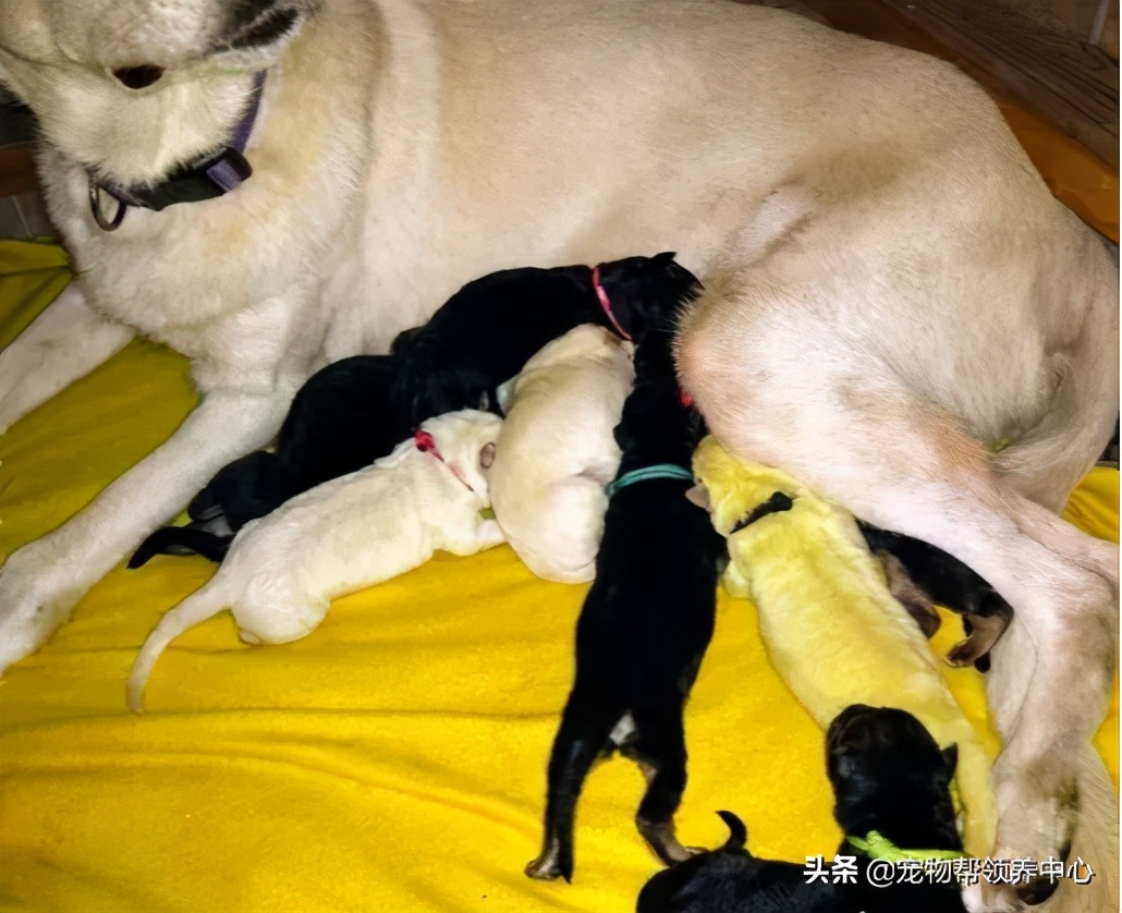 幼犬粪便里有毛发正常么,幼犬出生到满月毛色怎么变了