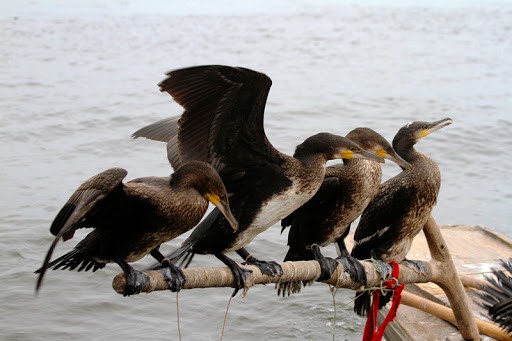 渔民捕捞鱼技巧,失传的鱼鹰捕鱼技巧