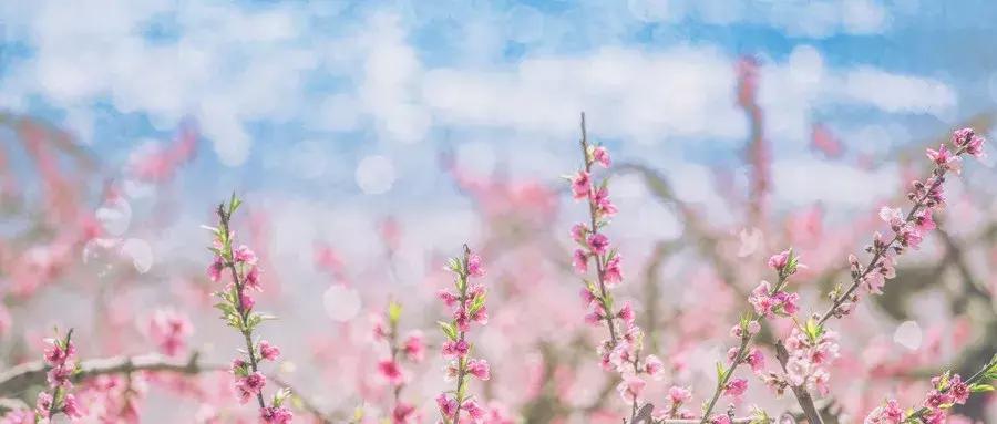 世间最风雅的茶,人生雅趣莫过于诗酒花茶