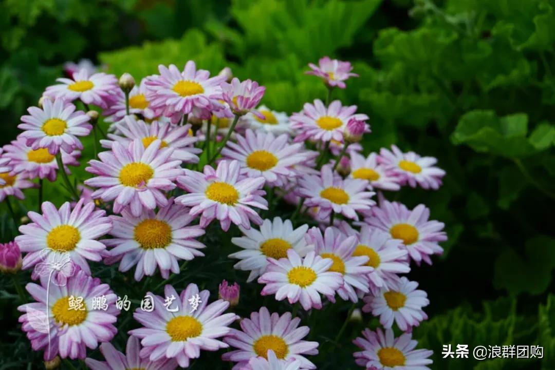 玛格丽特从打顶到爆盆，干货分享