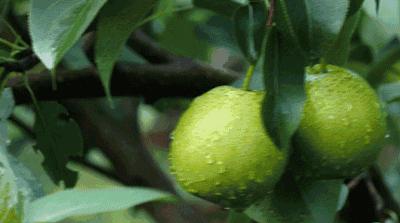 森林大地味道的清新淡香水推荐,清新一点的柚子柑橘类的香水