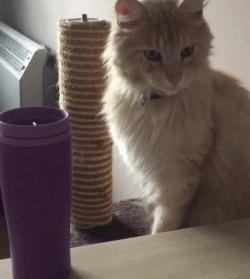 假期不出门的猫,假期不在家猫怎么办