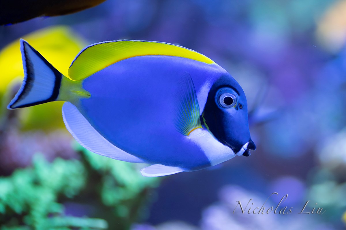 经典海水礁岩生态缸分享，180×120×60厘米三面观赏海缸