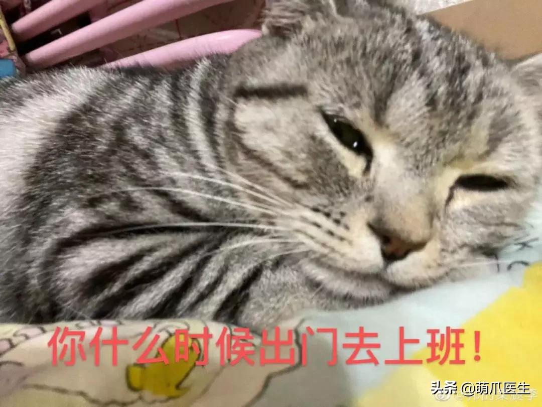 猫为什么喜欢屁股对着主人,猫对着人撅屁股是怎么回事