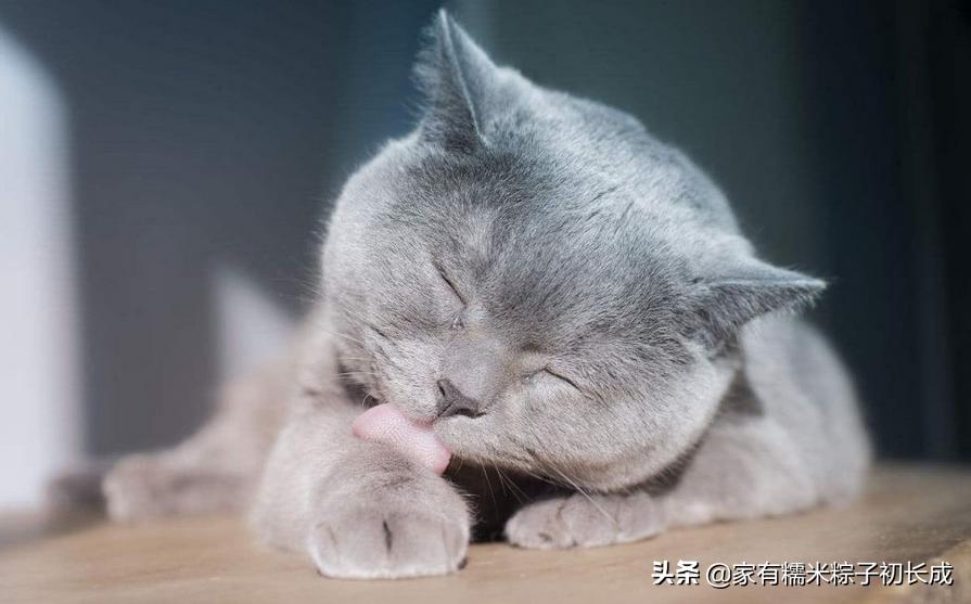 猫咪亲近人不再是玄学，这三招让你重获宠爱