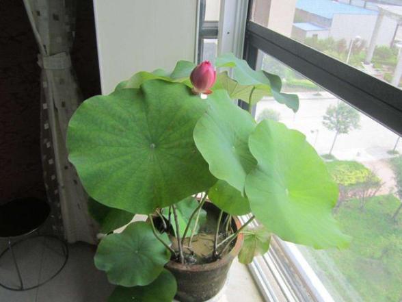 家里如何养观赏荷花教程视频,家庭盆栽荷花怎么养活