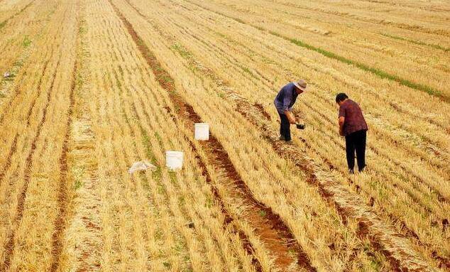 芒种除湿,芒种去湿气最好的方法
