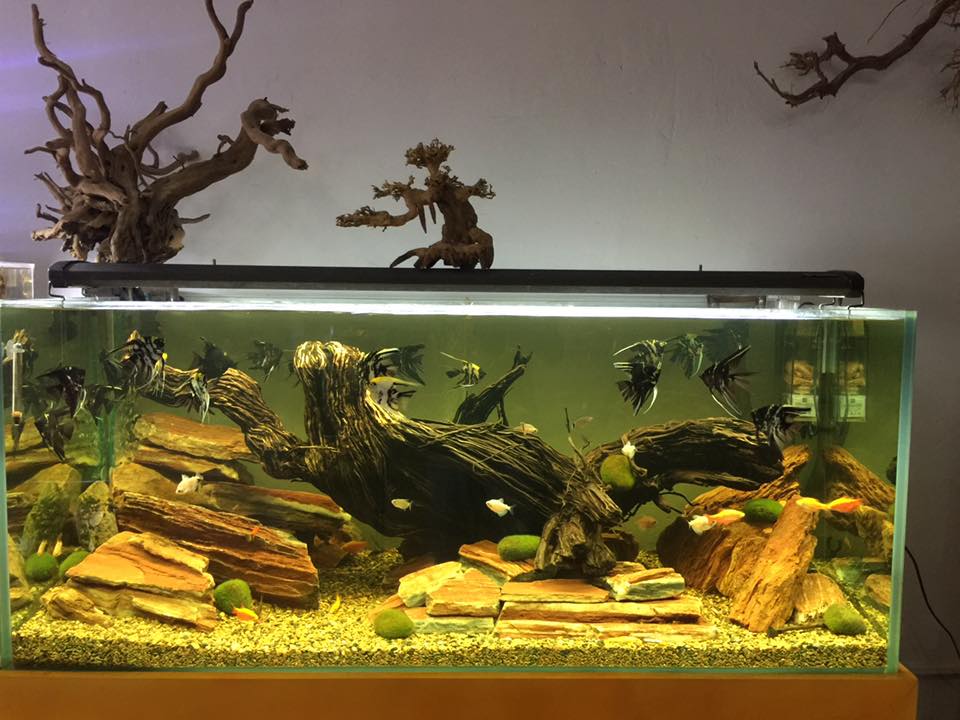 草缸水族店效果图,越南草缸