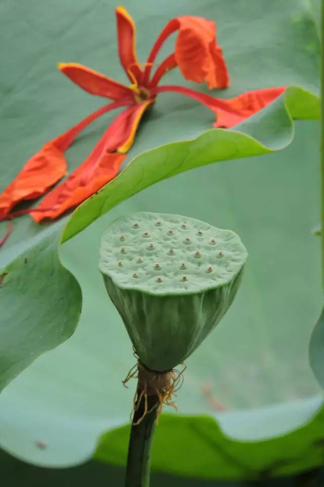 毕业季的凤凰花和栀子花,毕业季凤凰花开的时候