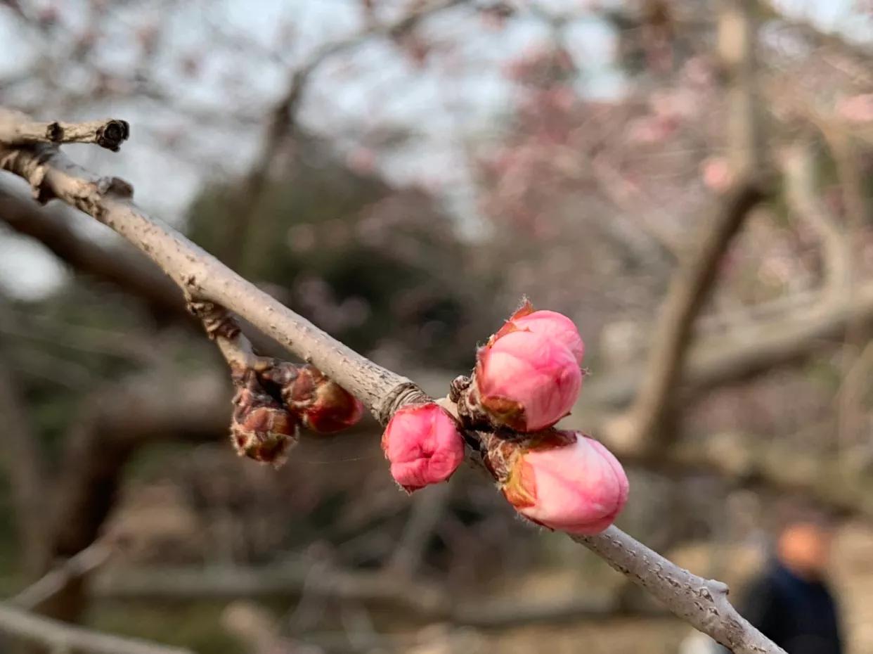 原创：初春，红色山桃惊喜开—为感谢好友赠送桃胶而作