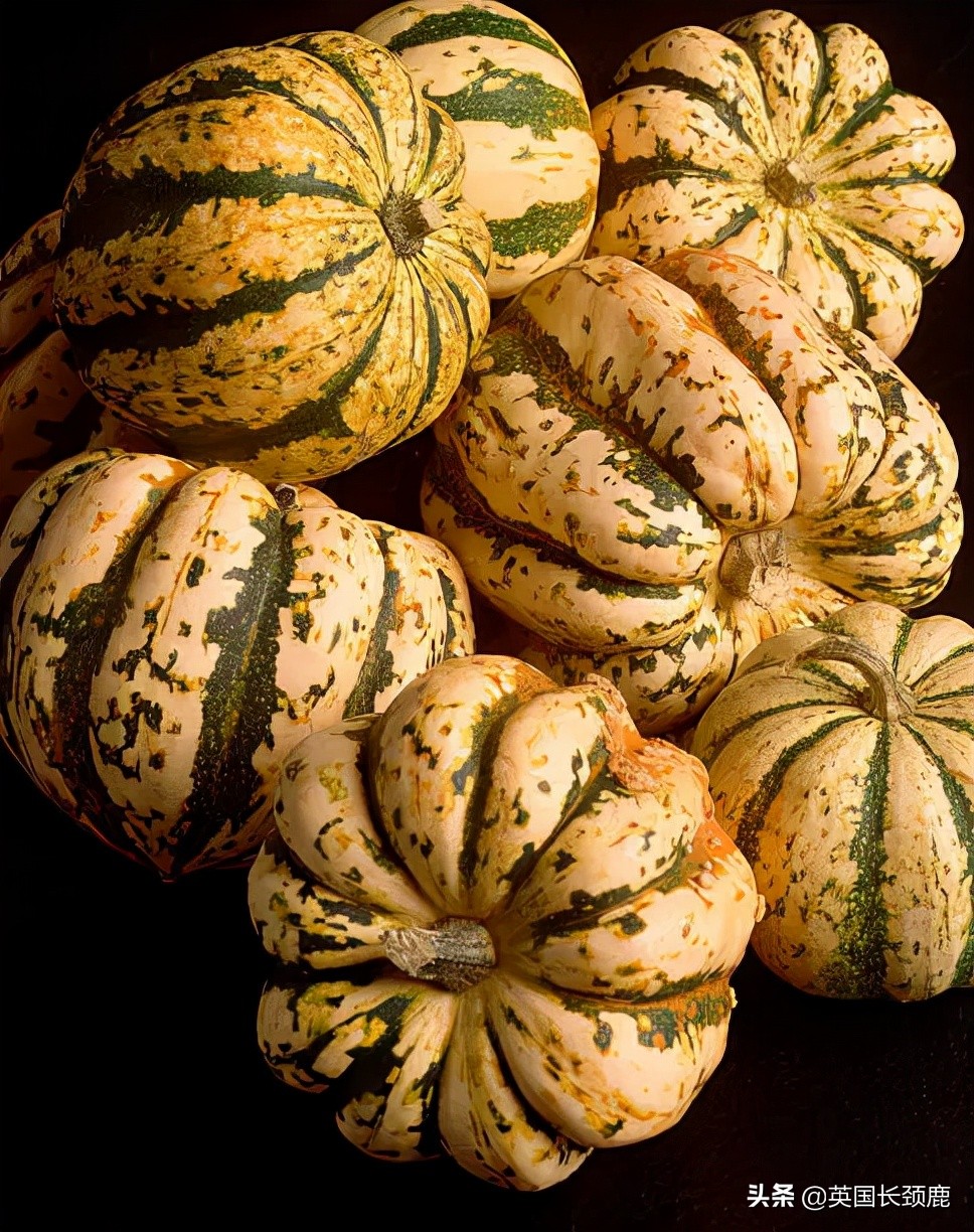 南瓜大作战任务,南瓜大作战活动攻略