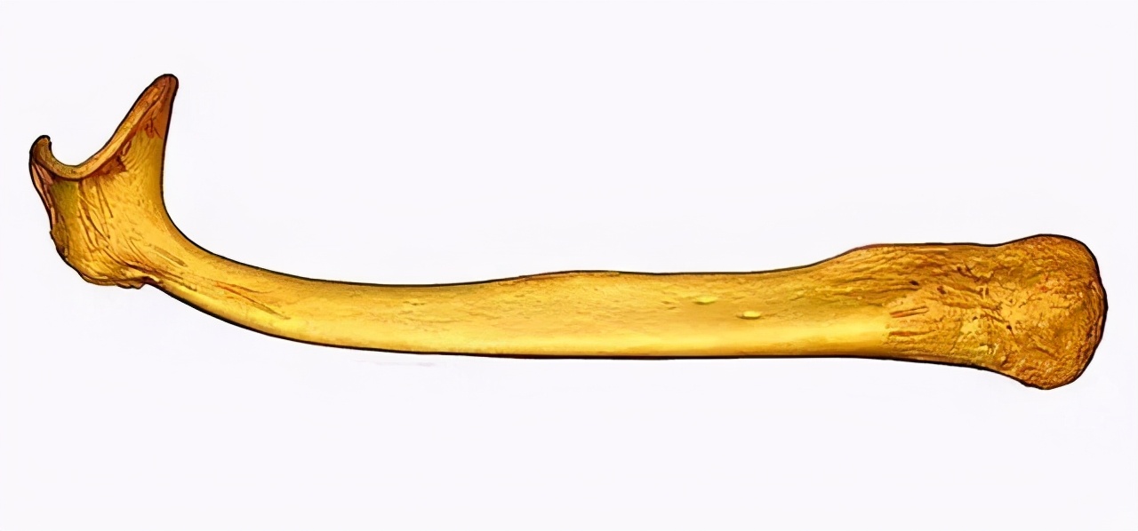 人类没有退化的器官,人类没有尾椎骨会怎样