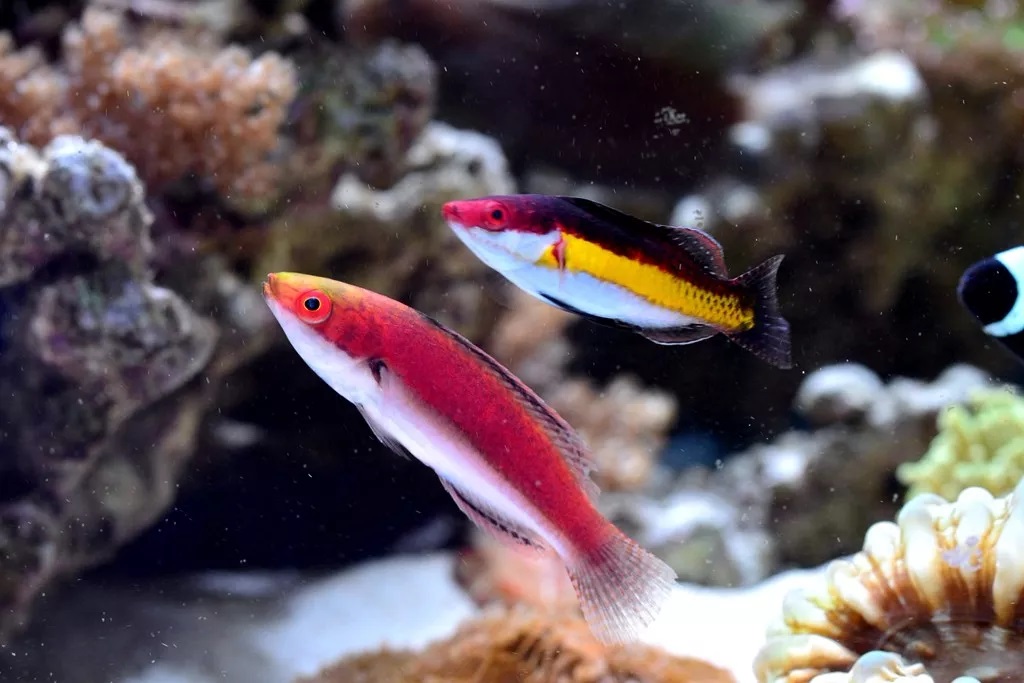 海水鱼缸如何降氨氮最好,海水鱼缸怎么区别营养盐高低