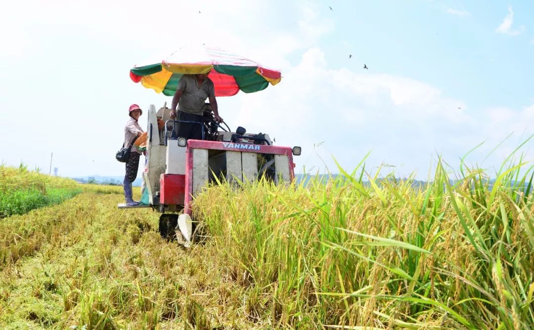 早稻市场分析,2022年新季早稻行情