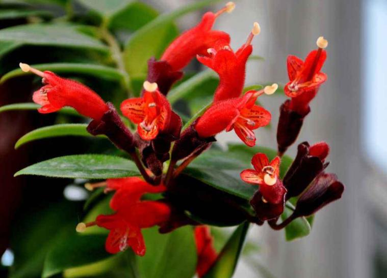 口红植物怎么养,口红花盆栽养殖方法