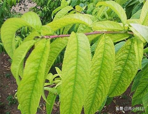 植物缺铁缺镁的症状是什么,植物缺镁最简单的补充方法