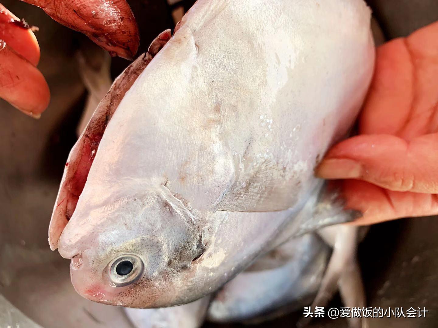 鲳鱼表面的粘液是怎么洗,鲳鱼怎么做好吃又简单还没腥味