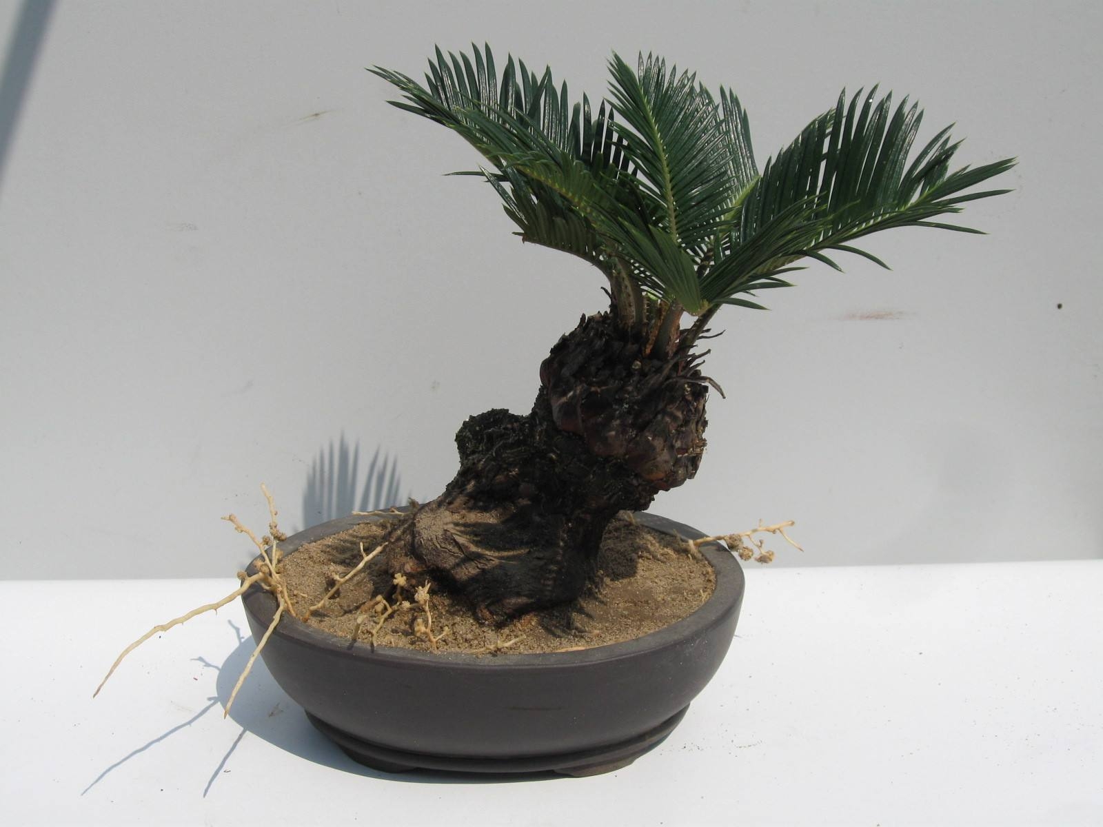 天冷了铁树怎么养,冬季铁树怎样养护