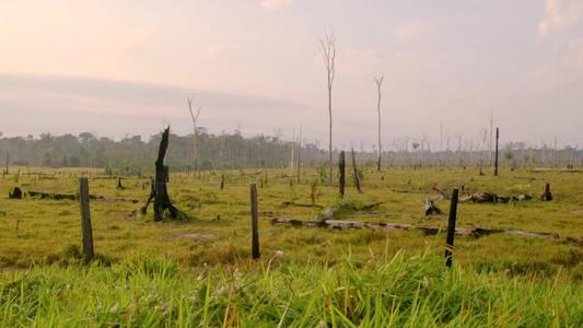 头骨最值钱鸟,头骨很珍贵的鸟