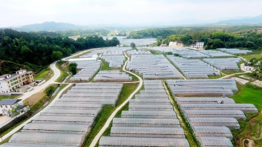 大坪上洛村,深度贫困村打赢翻身仗