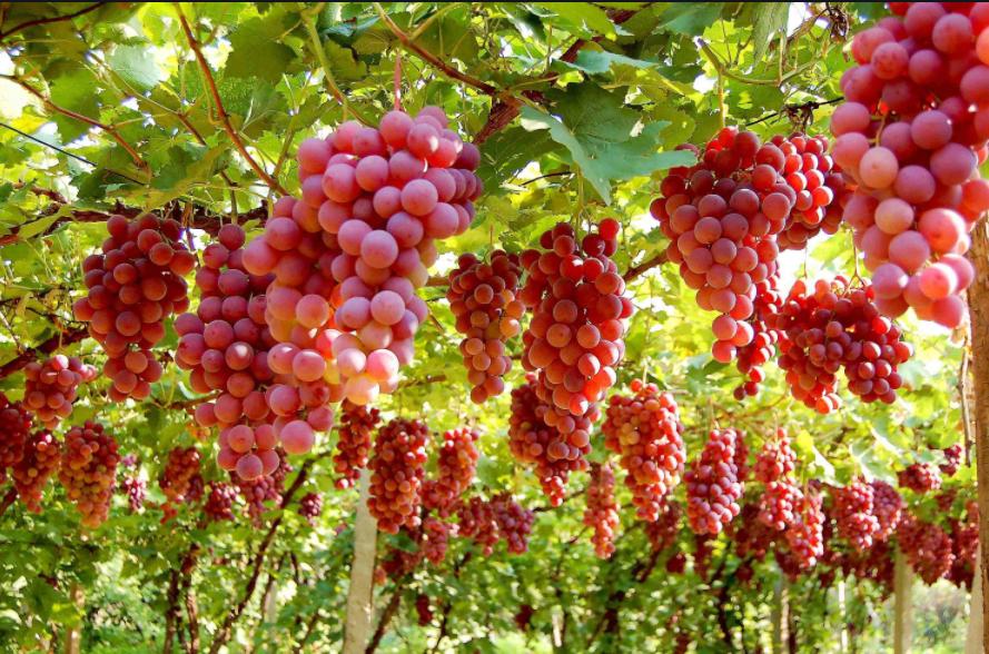 葡萄是大颗粒好还是小颗粒好,葡萄大粒无籽甜度对比