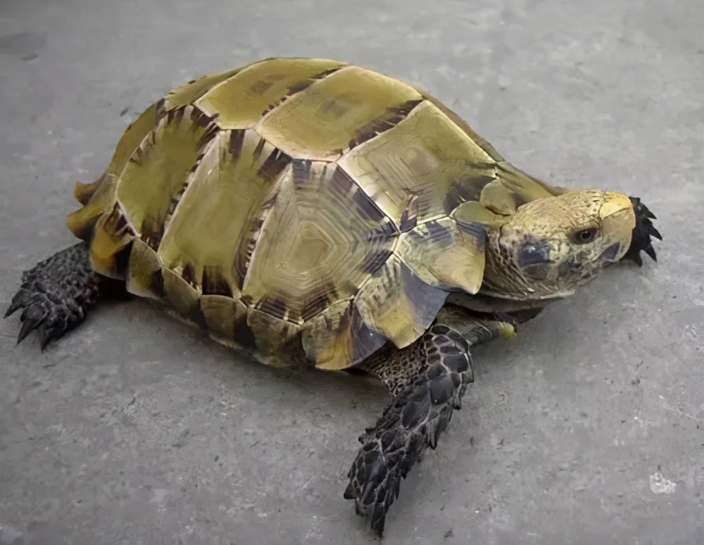 龟类纪录片,龟类图片