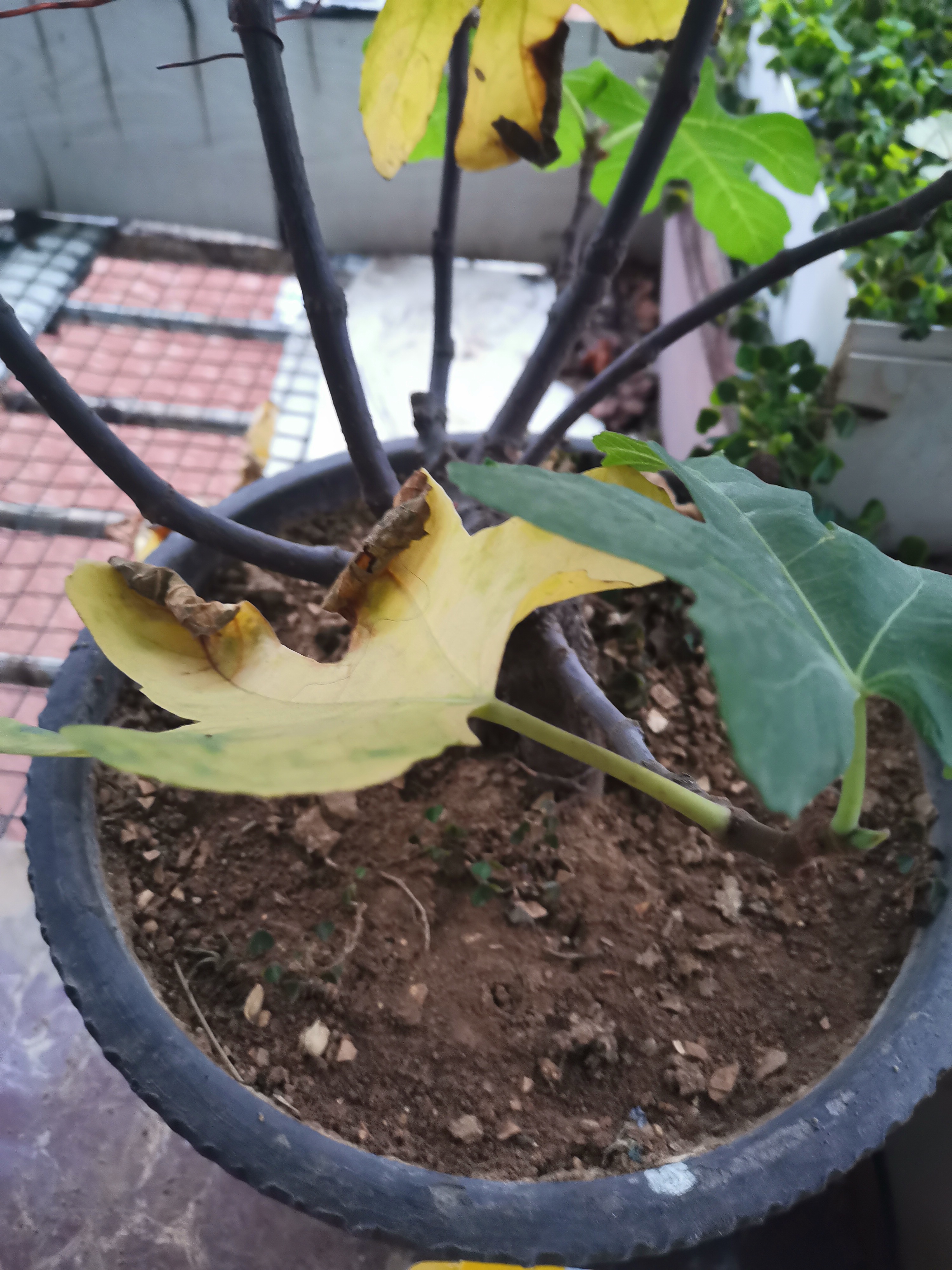 今晚刚种的无花果怎么会落果,盆栽无花果为什么果实干了