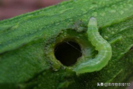 南瓜高产种植，病害重、虫子多；如何防治效果好呢？