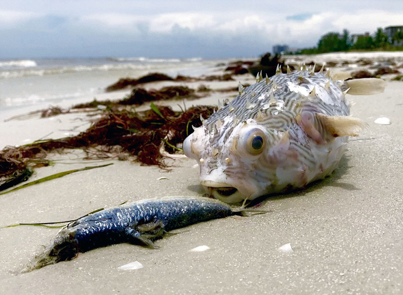 受赤潮影响的鱼可以吃吗,日本海水核污染鱼还能吃吗