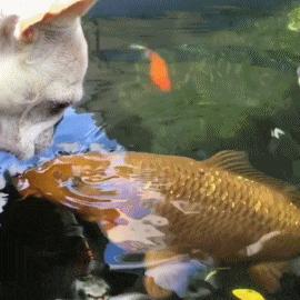 突如其来的搞笑gif,搞笑gif这才是真正的口若悬河