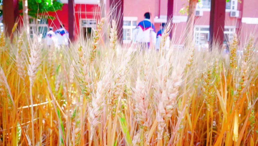 天津高级中学,天津市第二南开中学录取分数线