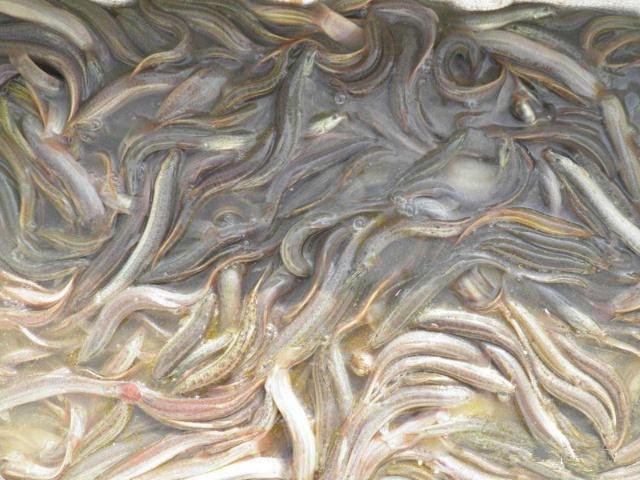 泥鳅黄鳝种苗如何人工越冬,冬天怎样让泥鳅在水里最活跃